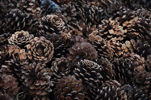 pinecones